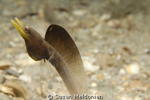 Food for Thought... P Blue throat Pike Blenny displaying ... by Suzan Meldonian 